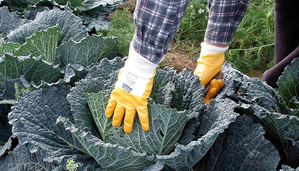 Vergrößerung des Bildes für Mensch mit Schutzhandschuhen erntet Kohlkopf.