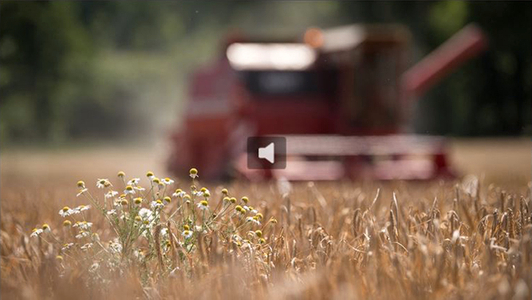 Mähdrescher im Feld