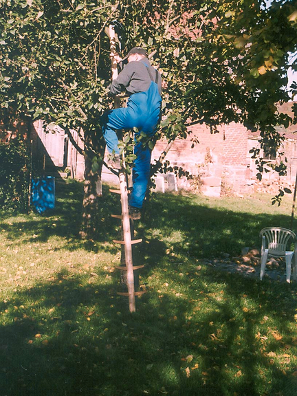 Vergrößerung des Bildes für Ein Mann besteigt eine Einholmleiter, die an einen Obstbaum angelehnt ist..