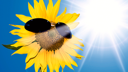 Sonnenblume mit Sonnenbrille
