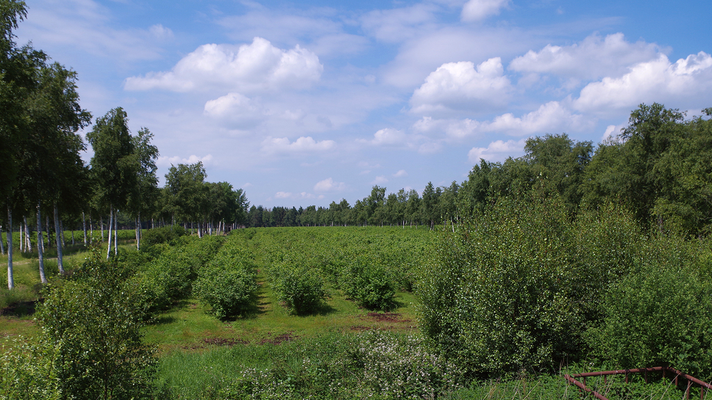 Vergrößerung des Bildes für .