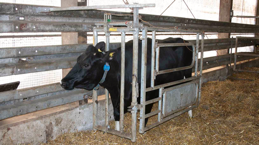 Kuh mit Halsfangrahmen