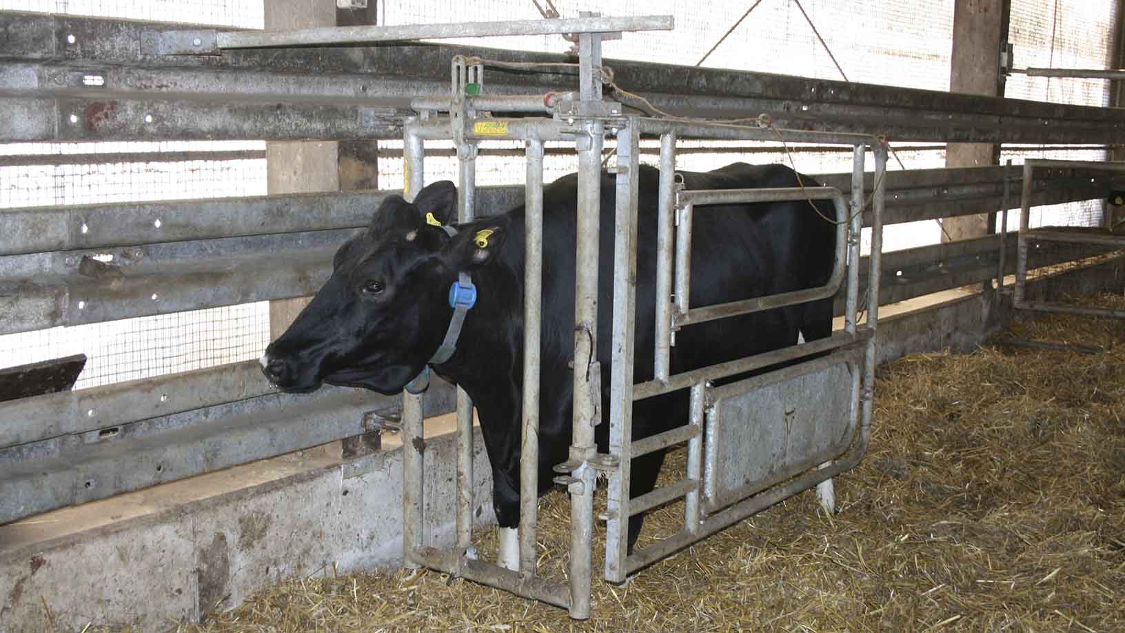 Kuh im Halsfangrahmen