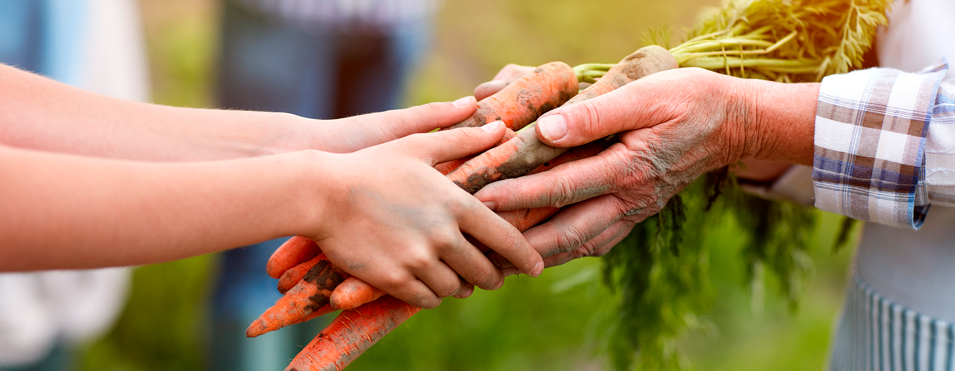 Hände halten Möhren nach der Ernte