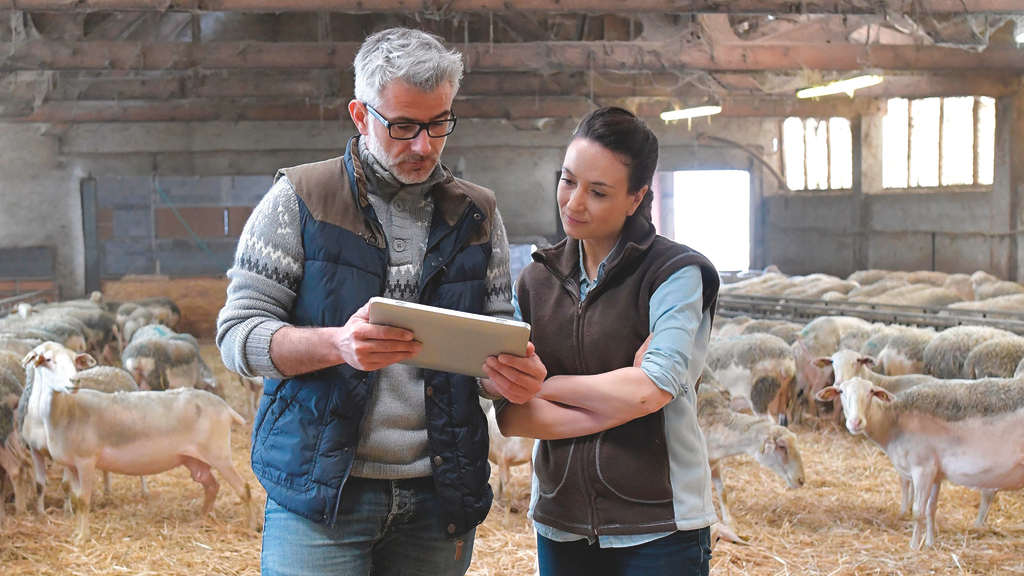 Vergrößerung des Bildes für Mann und Frau stehen im Schafstall und schauen sich Unterlagen an..