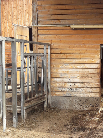 Vergrößerung des Bildes für Fixiereinrichtung im Zaun einer Deckbullenbucht.