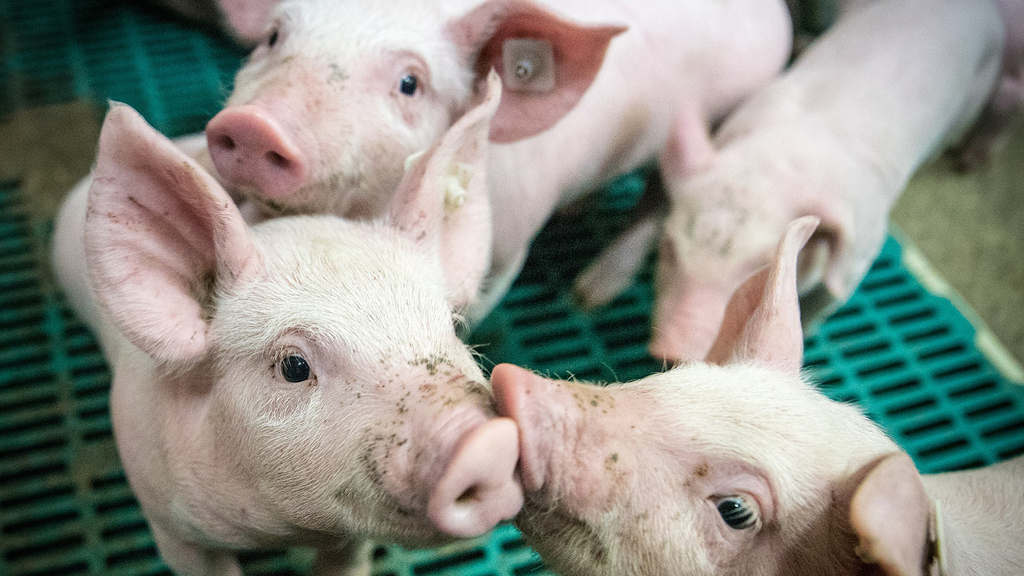 Vergrößerung des Bildes für Mehrere Ferkel in einem Stall.